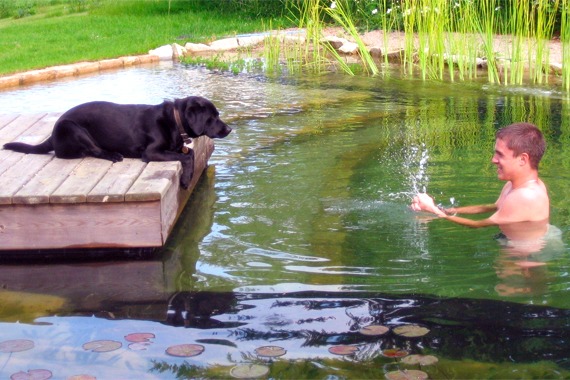 organic swimming pond in the garden benefits myths break