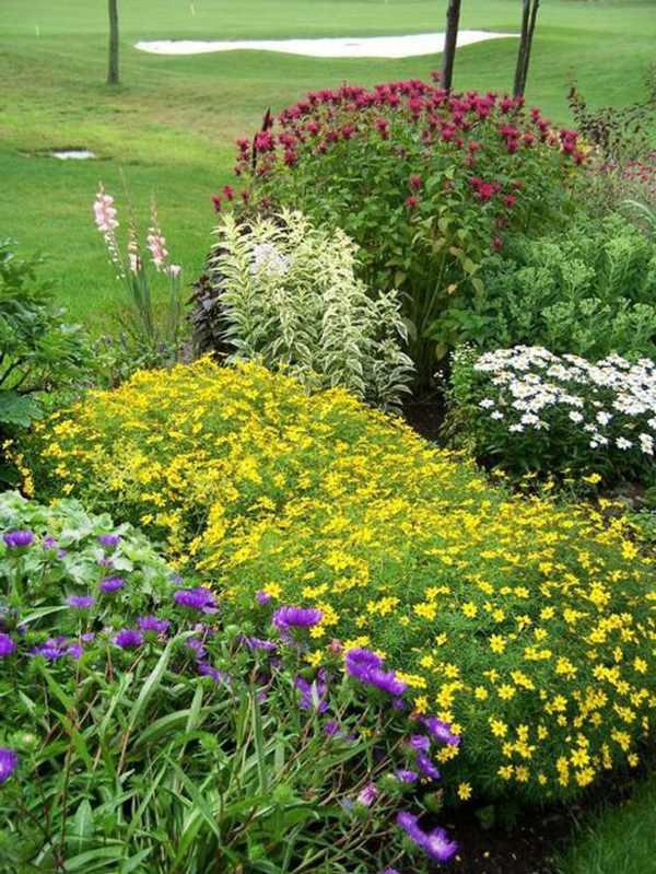flowers spring combine Daisy Monarda lawn