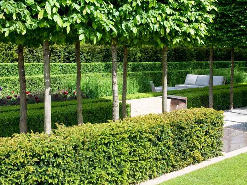 hedge cutting formal garden design Evergreen plants