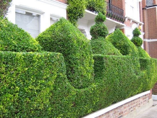 evergreen hedge-garden cutting timing right