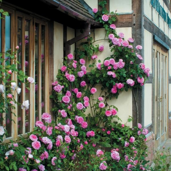 climbing roses cut blooms pink house facade country house