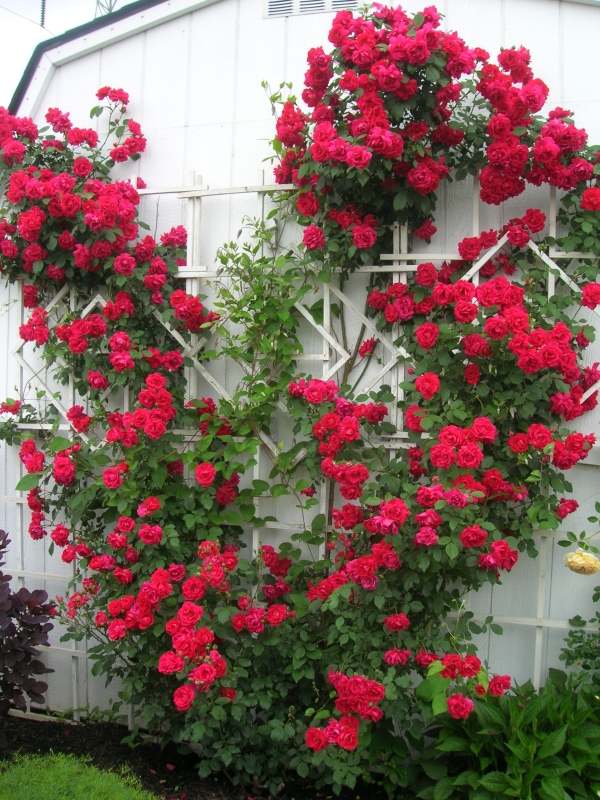 climbing roses cut care tips red white trellises
