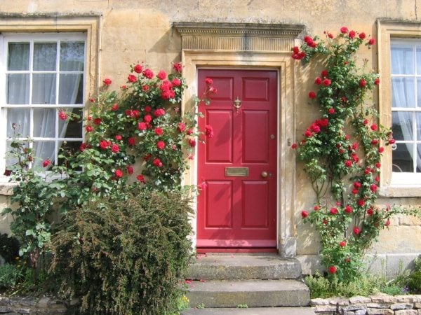 climbing roses cut red doorstep wall climb