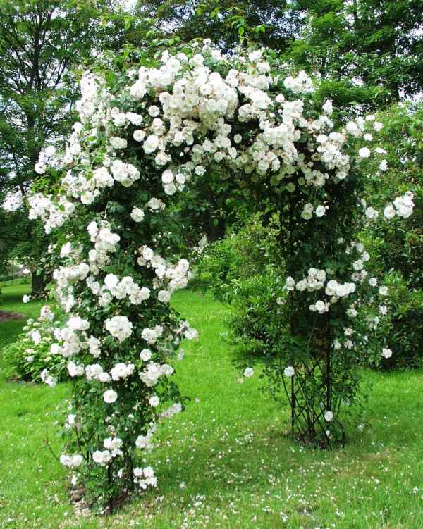  climbing roses white pergola Garden 