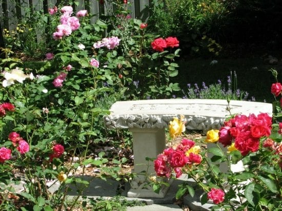  stone garden bench Roses Landscaping Spring Flowers 