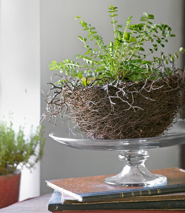 aromatic houseplant-grow Sanguisorba-burnet