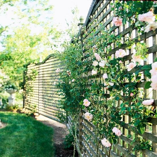  lattice wooden fence white climbing roses 