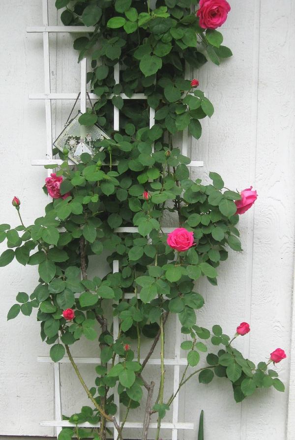 climbing rose trellises supporting structure