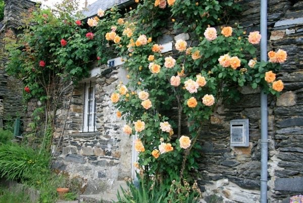 country-stone walls climbing rose facade entrance