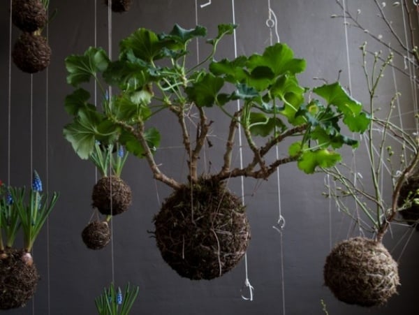 Hanging flower pots bonsai tree-breed Tips