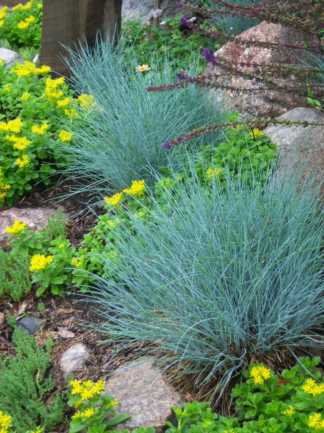 Blue Fescue perfect perennial for rock garden-hardy weatherproof heat-tolerant 