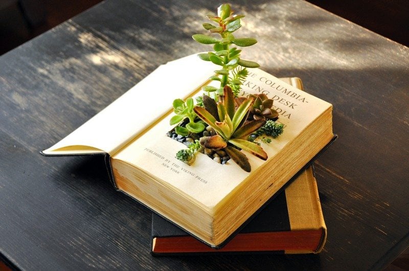 Pots-Yourself Book plant-succulent