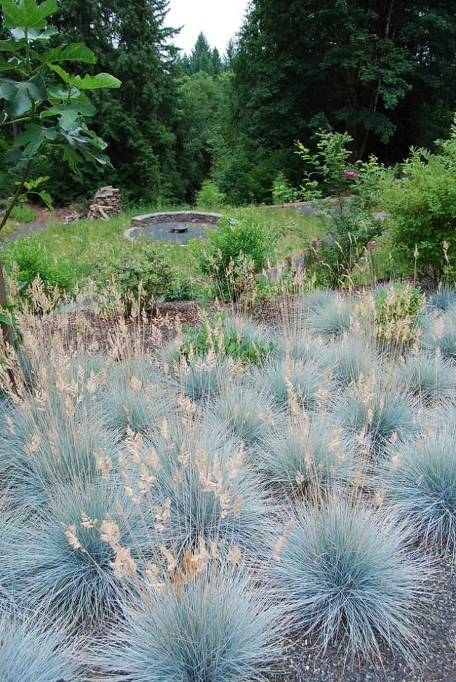 Landscaping Ornamental grass species tolerates heat blue fescue Sunny Location