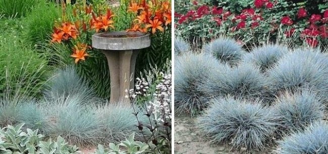 Garden Ideas plant blue fescue-hardy for rock garden ornamental grass 
