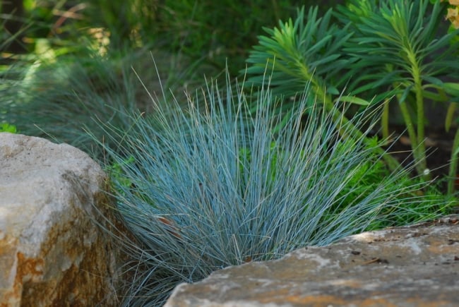  Stone Garden Creating Tips plants Election ornamental grass blue fescue Perennial 