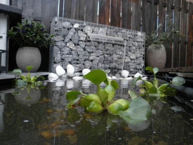 Landscaping patio pond water plants Fountain