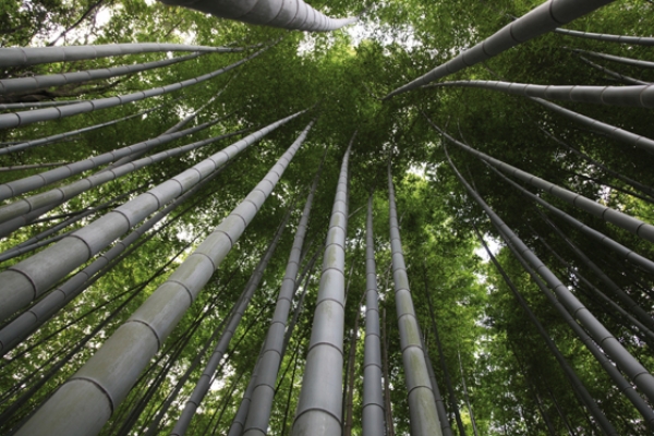 bambus holland