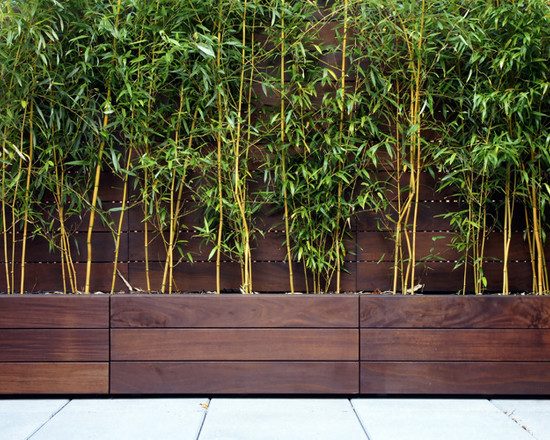 bambus für balkon