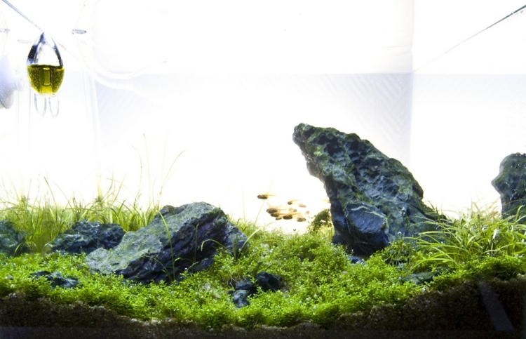 Nano Aquarium Einrichten Schritt F R Schritt Anleitung