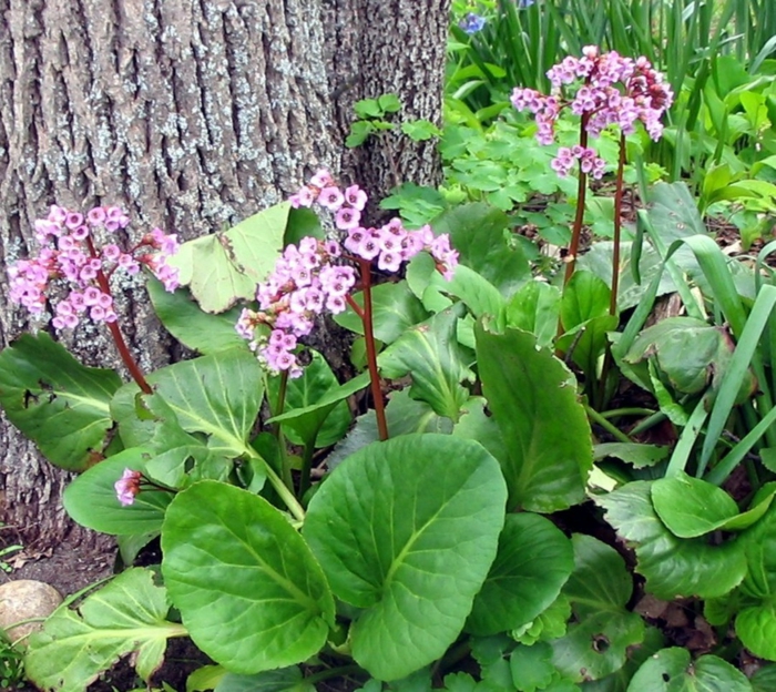 Garten mit Schatten Pflanzen Welche Arten eignen sich?