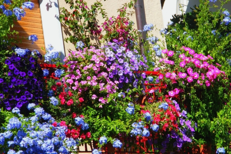 Balkonblumen F R Sonnige Standorte Gestaltungsbeispiele