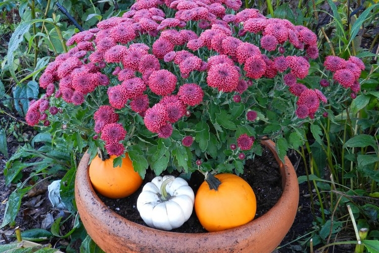 Leuchtende Herbst Pflanzen F R Garten Und Blumenk Sten