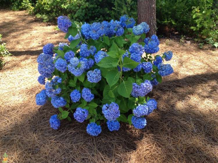 hortensien-mulchen-tannennadeln-sauren-boden-lieben-blau