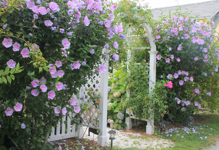 Deko Ideen Welche Pflanzen als Sichtschutz für Garten und