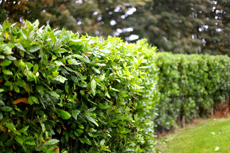 Deko Ideen Welche Pflanzen als Sichtschutz für Garten und