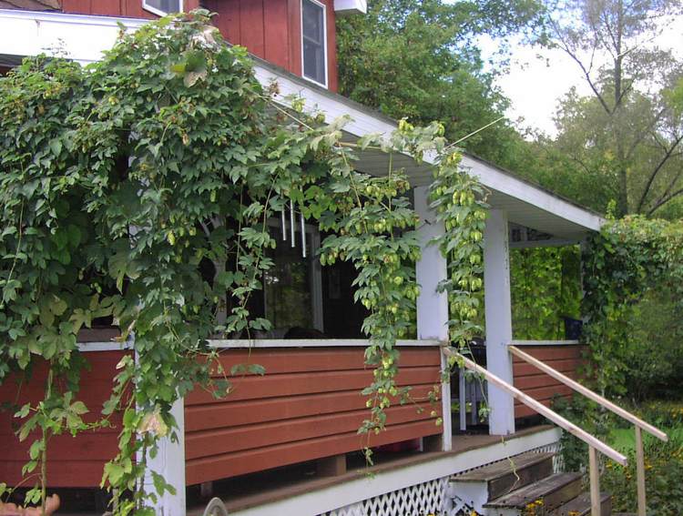 Pflanzen als Sichtschutz kletterpflanzen-hopfen-terrasse