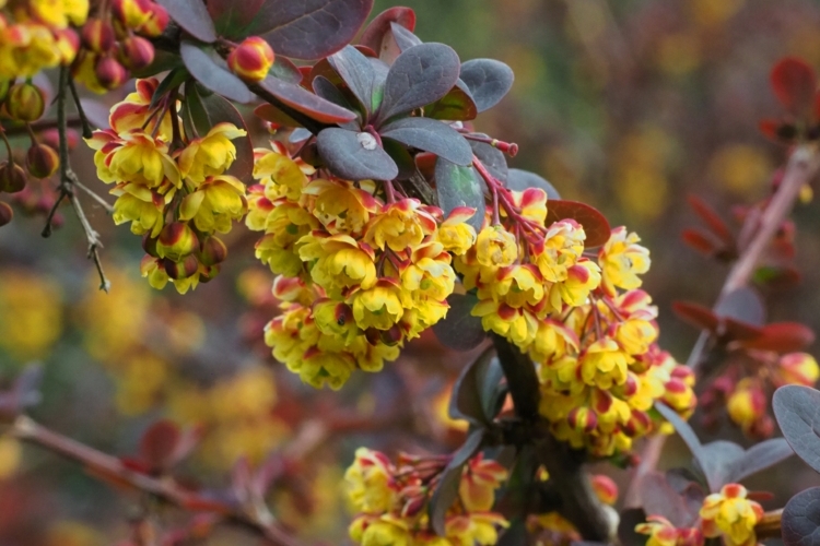 Gelbe Str Ucher Pflanzen Leuchtende Bl Ten Bl Tter Oder Beeren