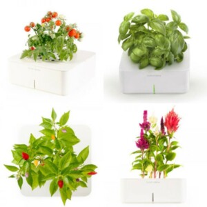 Click&Grow-innovativer-vollautomatischer-Blumentopf