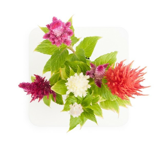 Click&Grow-innovatives-elektronisches-Blumenkasten