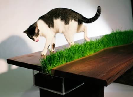 Möbel-Ideen-Haustier-tisch-katzengras