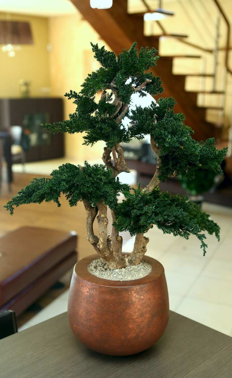 bonsai baum idee pflanzkuebel metall elegant immergruen