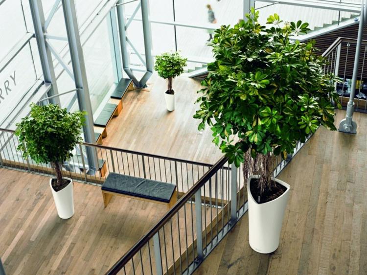 zimmerpflanzen baeume idee etagen deko treppe parkett