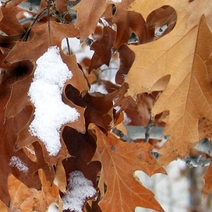 Blätter Schnee-Wintergarten Schnee