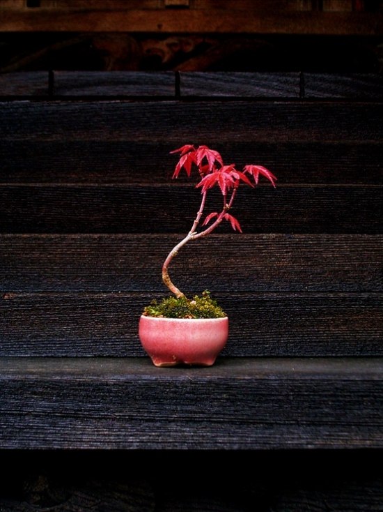Bonsai Baum Office-Pflanzen Ideen