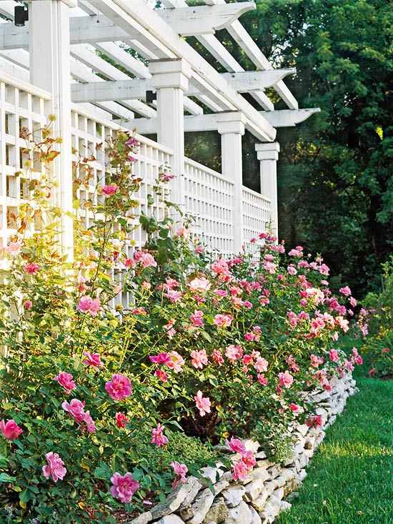 Kletterpflanzen Garten-Rosa