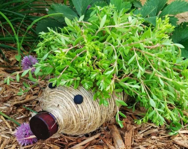 Kreative-Gartenideen-Igelkopf-Plastiktasche-bepflanzen