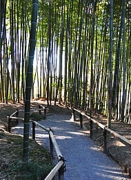 elemente der japanischen gartenkunst bambus