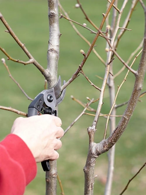 garten anleitung tipps für gartenpflege obstbaum