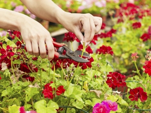 gartenarbeit frühling checkliste für gärtner abschneiden