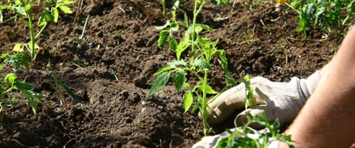 gartenarbeit frühling checkliste für gärtner einpflanzen