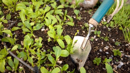 gartenarbeit frühling checkliste für gärtner pflanzenbett