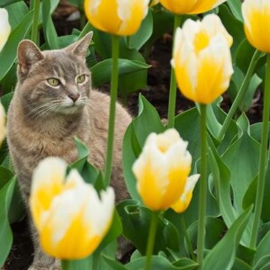 katzen-garten-abschrecken-tulpen