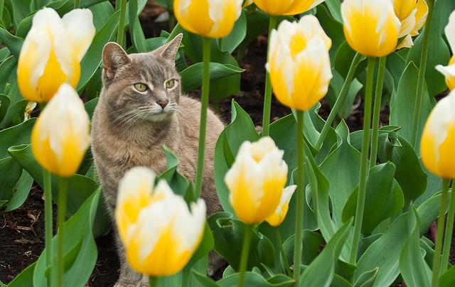 katzen garten abschrecken tulpen