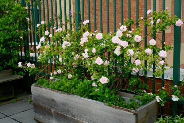 vertikale gärten grüne wand rosen kletterpflanzen