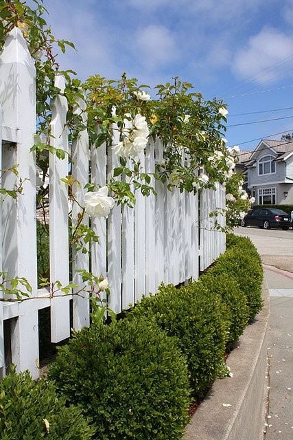 weißer lattenzaun weiße rosen hecke