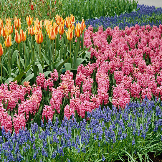 Blumen für den Garten